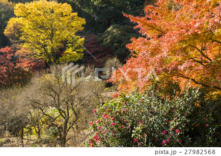 熱海梅園の紅葉 熱海梅園の紅葉 27982568