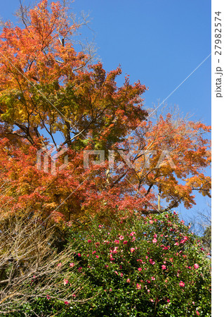 熱海梅園の紅葉 27982574