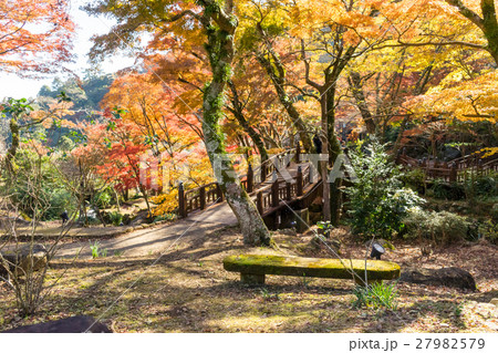 熱海梅園の紅葉 27982579
