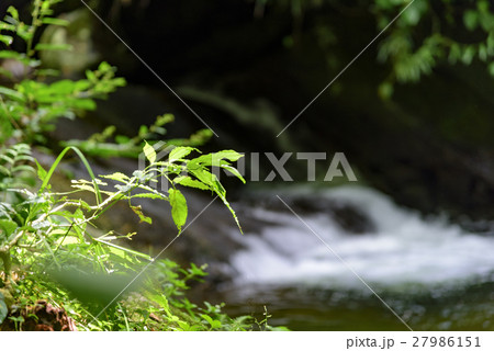 River in Itatiaia National Park 27986151