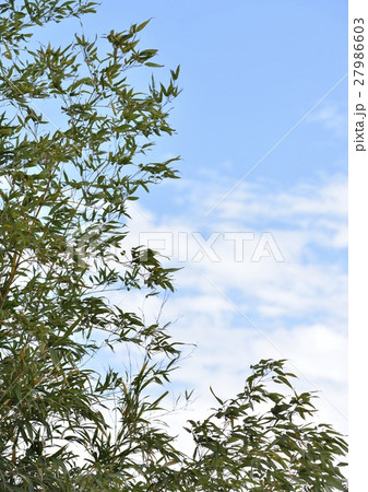 竹林と青空 27986603