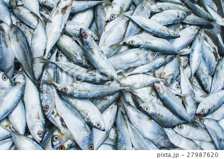 Fresh Chub or Mackerel Sea Fish. 27987620
