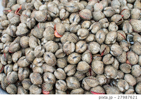 fresh cockles or ark shell seafood 27987621