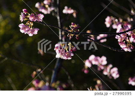 鎌倉　長谷寺　河津桜　1月 27990395