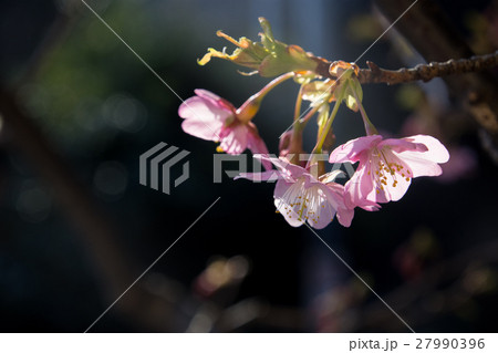鎌倉 長谷寺 河津桜 1月 鎌倉 長谷寺 河津桜 1月 27990396