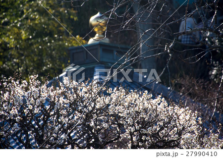 鎌倉　長谷寺　1月　白梅 27990410
