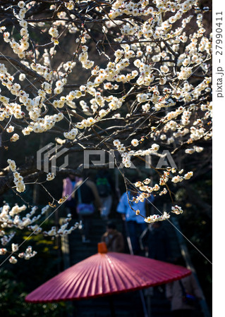 鎌倉 長谷寺 1月 白梅 和傘 鎌倉 長谷寺 1月 白梅 和傘 27990411