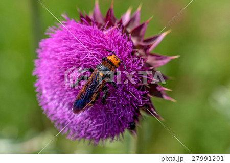 Giant wasp or Scolia Giant wasp or Scolia 27991201