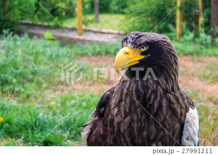 Stelller's sea eagle or Pelagicus haliaeetus 27991211