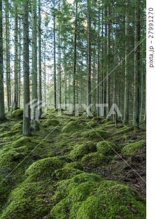 Green forest environment Green forest environment 27991270