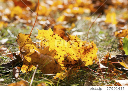 leaves in autumn park 27991455