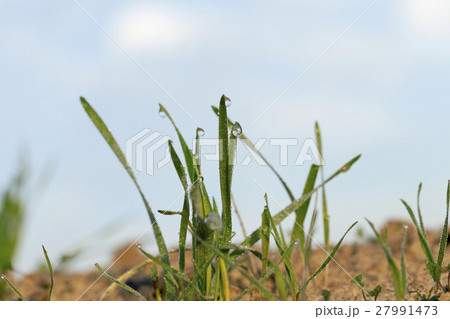 young grass plants, close-up 27991473
