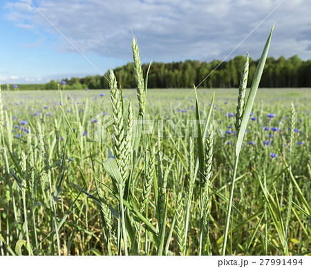 Field with cereal 27991494