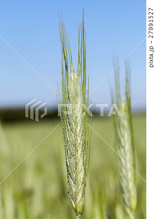 Field with cereal Field with cereal 27991527