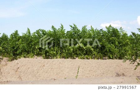 Field with carrot 27991567