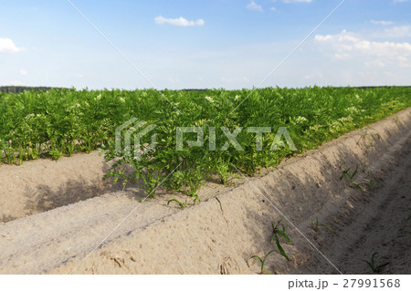 Field with carrot Field with carrot 27991568