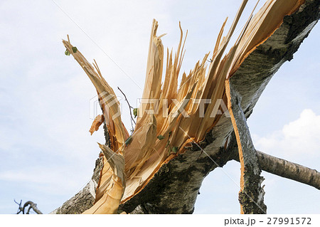 broken birch trees 27991572