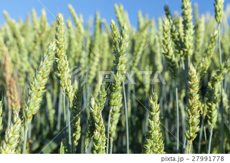 Field with cereal Field with cereal 27991778