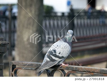 pigeon sitting on the fence 27991818