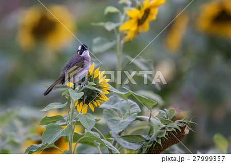 オキナグサ おきなぐさ 西洋翁草 27999357