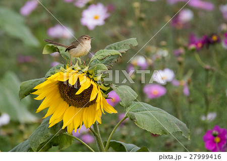 花と鳥 花鳥 花 27999416
