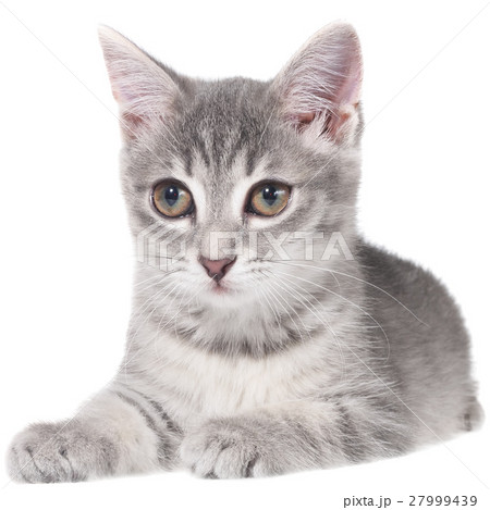 British shorthair tabby kitten lay isolated 27999439
