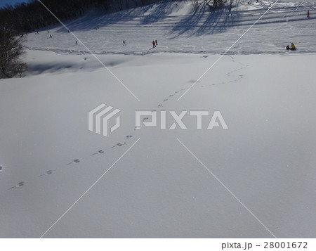 うさぎの足跡 28001672