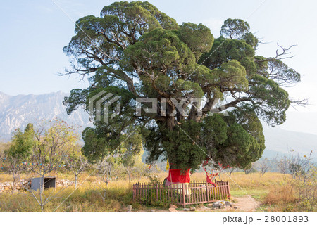 中国・河南省登封　嵩岳寺遺址 28001893