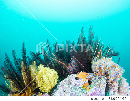 ウミシダ 28002145