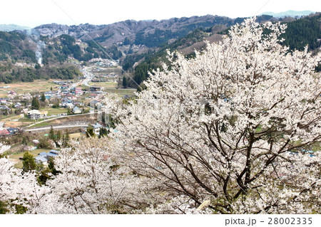 美しき桜の花　その３　：　　花と植物が織りなす色紙　その２１３ 28002335