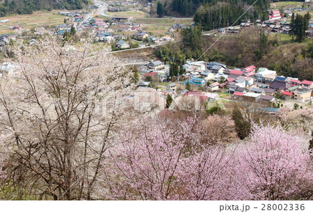 美しき桜の花 その4 : 花と植物が織りなす色紙 その214 美しき桜の花 その4 : 花と植物が織りなす色紙 その214 28002336