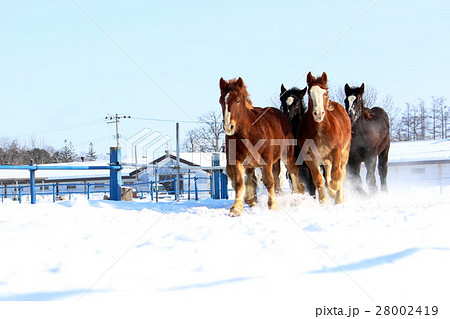 馬追い 運動　十勝牧場４ 28002419