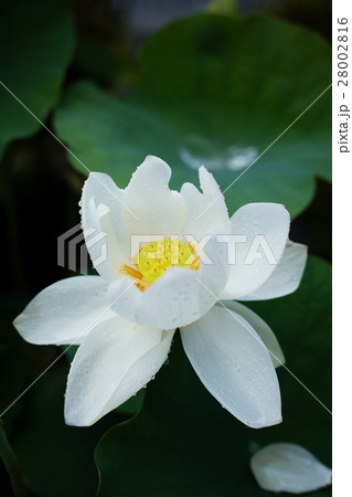 白いハスの花 白いハスの花 28002816