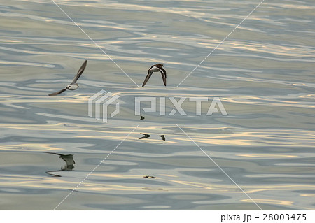 Calidrids or typical waders fly over Pacific Ocean 28003475