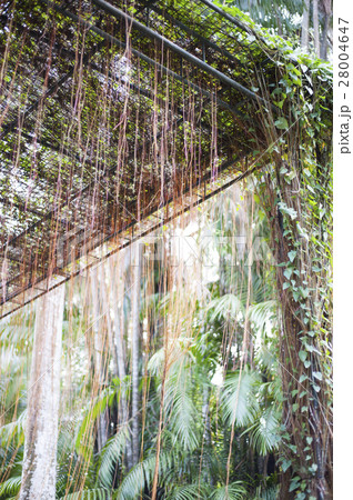 Hanging roots forming a beautiful brown curtain. 28004647