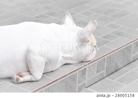 sleepy French bulldog , French bulldog 28005158