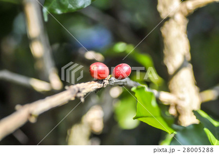 coffee beans on coffee plant coffee beans on coffee plant 28005288