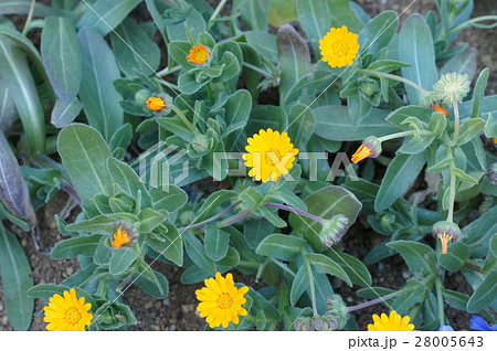 カレンデュラ カレンデュラ 28005643