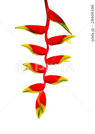 Beautiful Heliconia blooming on white background. Beautiful Heliconia blooming on white background. 28006396
