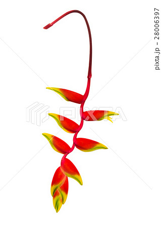 Beautiful Heliconia blooming on white background. 28006397