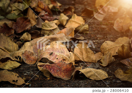 dry leaves in the summer. dry leaves in the summer. 28006410