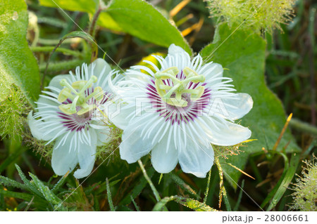 Fetid passionflower, Scarletfruit passionflower 28006661