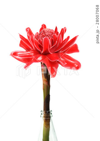 Red flower of etlingera elatior Red flower of etlingera elatior 28007068