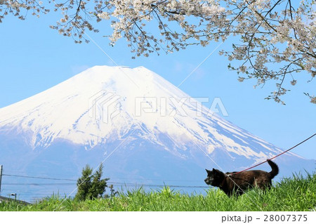 春の桜風景　散歩する甲斐犬　そして富士山 28007375