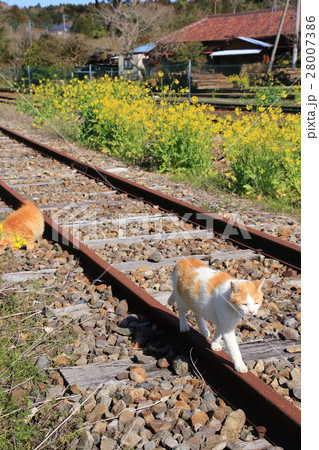 レールを歩く猫 レールを歩く猫 28007386