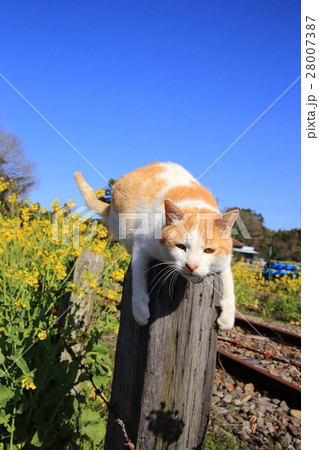 レールと猫 レールと猫 28007387