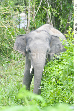 elephant in the forest 28007930