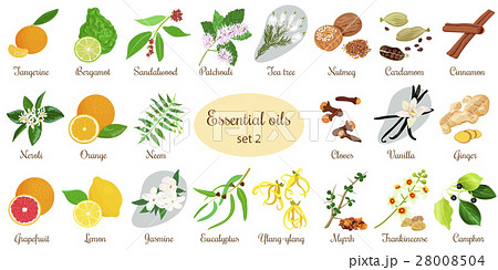 Big set of essential oil plants. Vanilla, cinnamon 28008504