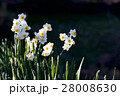 水仙２ 28008630