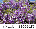 藤1 28009153